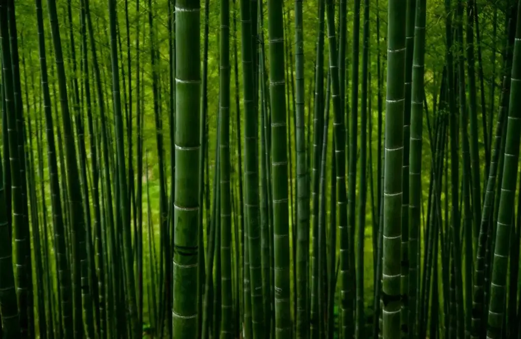 竹製活性炭のリンク画像