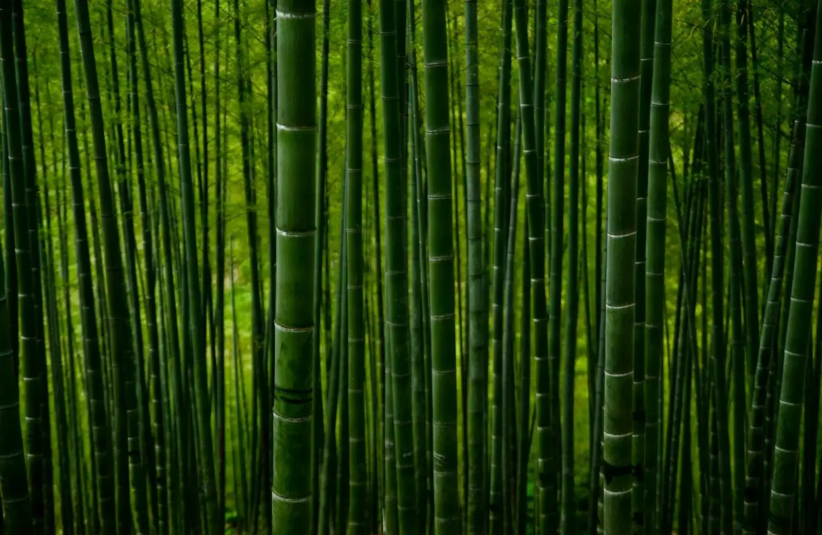 竹製活性炭のリンク画像